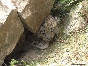 OSI - jeune panthera 2014